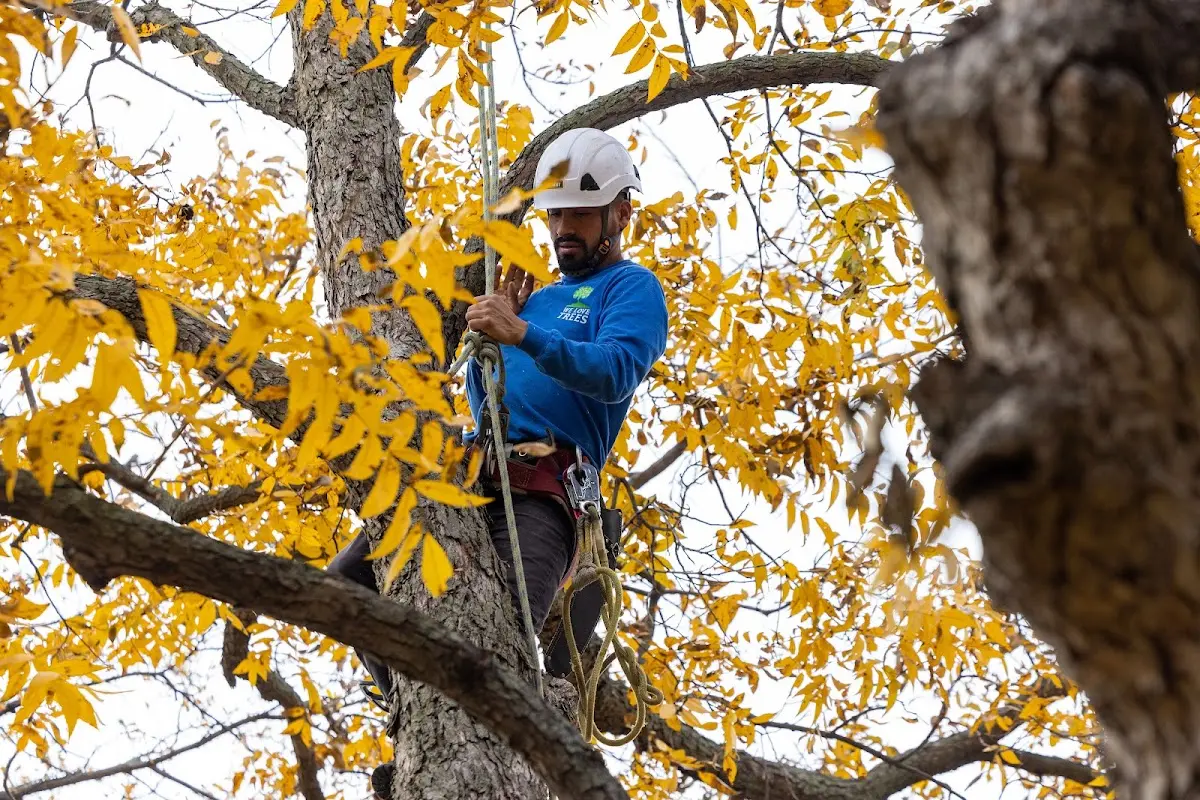Skilled Tree Transplanting crew working in San Antonio